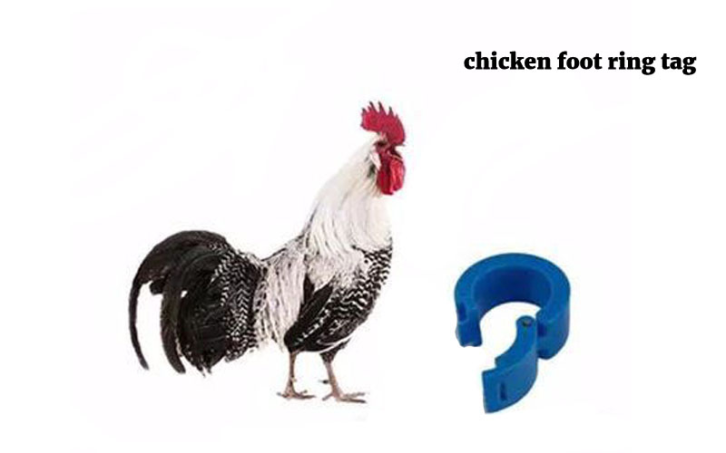 chicken foot ring tag
