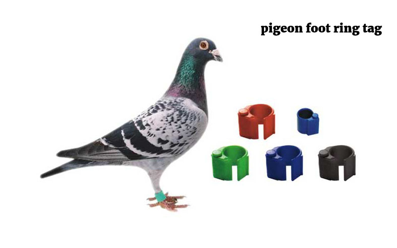 pigeon foot ring tag
